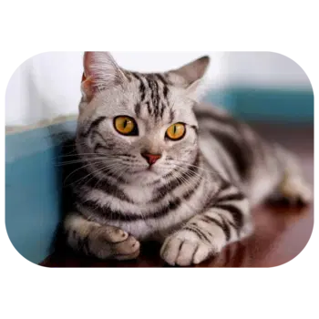 A gray tabby cat is lying on a wooden floor.