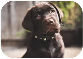 A young brown Labrador Retriever looks upward with a curious expression.