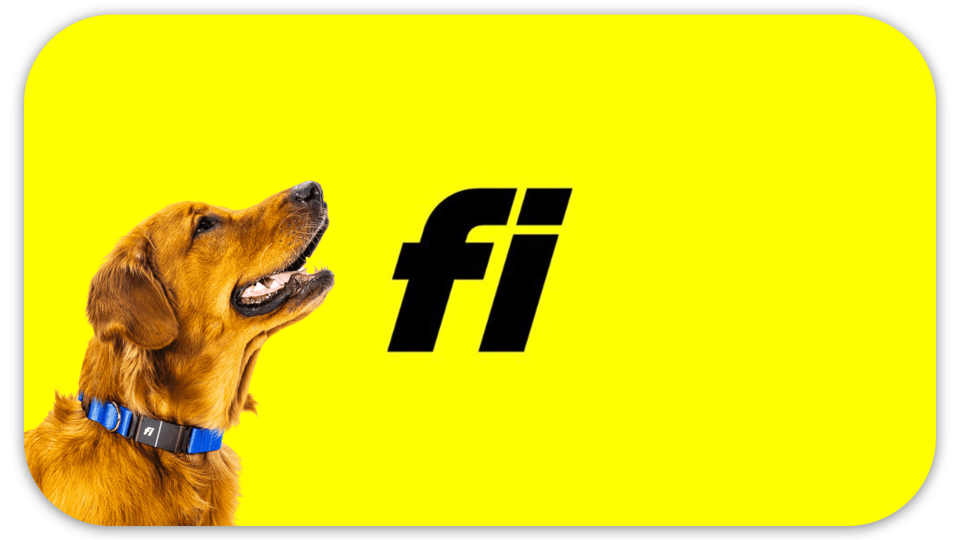 A dog wearing a blue collar sits facing a yellow background.