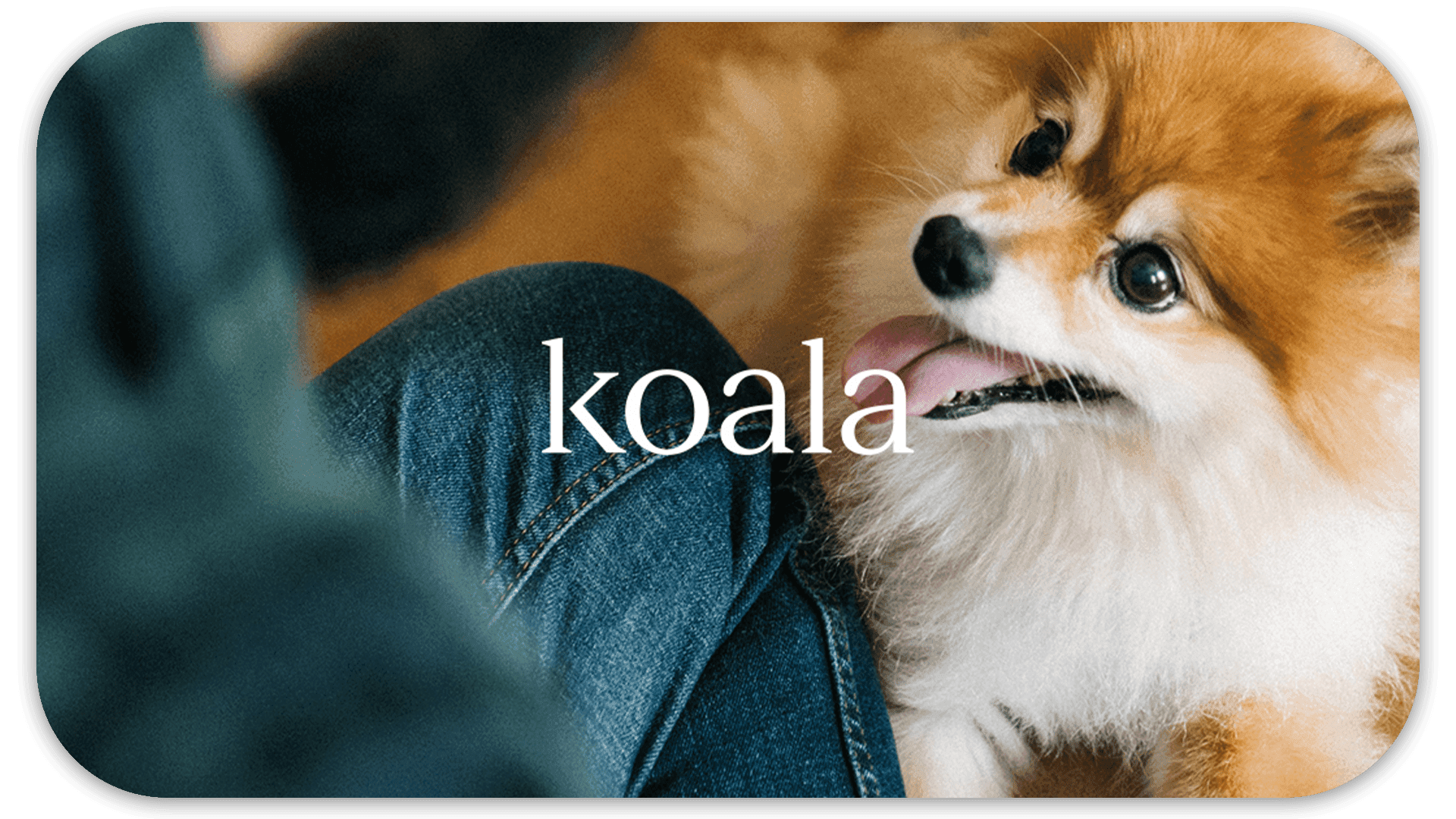 A small fluffy dog with brown and white fur looks up with its tongue out.