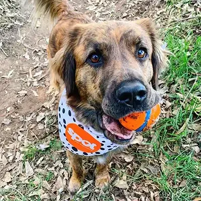 Photo of brown dog holding orange ball