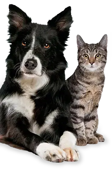 Black and white border collie lying beside a gray tabby cat