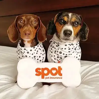 Photo of two dogs behind a bone that says “Spot Pet Insurance”