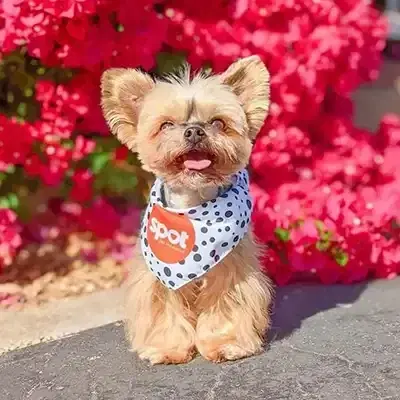 Photo of a dog in front of roses with a spot pet insurance bandana