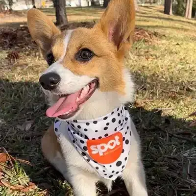 Photo of dog laying in grass with a spot pet insurance bandana