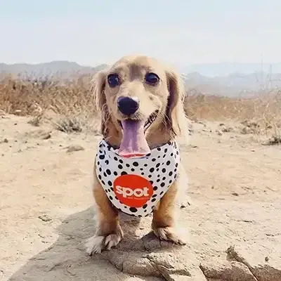Photo of chihuahua with spot bandana