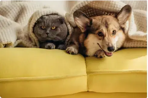 A gray cat and a corgi dog are lying on a yellow couch.
