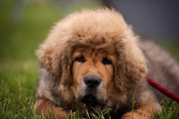 Tibetan Mastiff