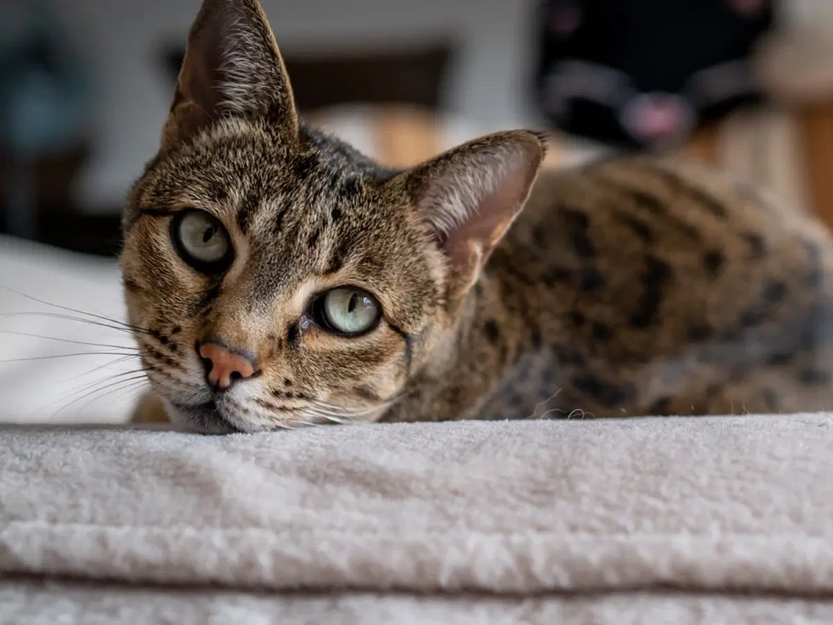 Top 10 Most Expensive Cat Breeds