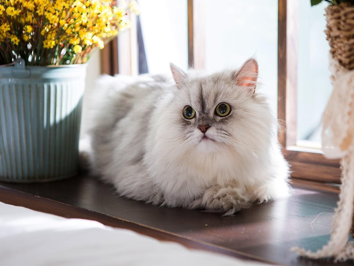 Persian